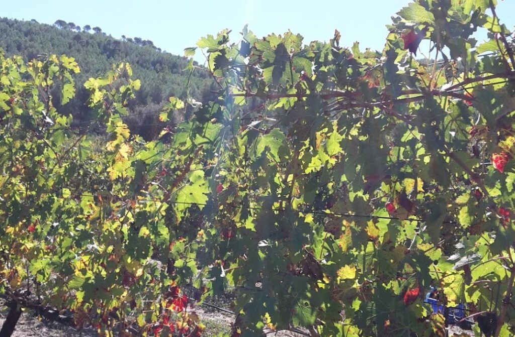 Bodega Mas de Sella- Imagen detalle viñas