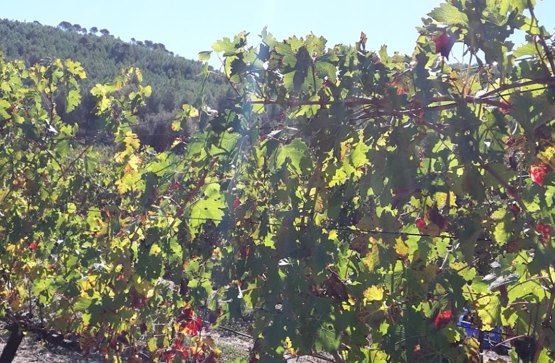 Bodega Mas de Sella- Imagen detalle viñas