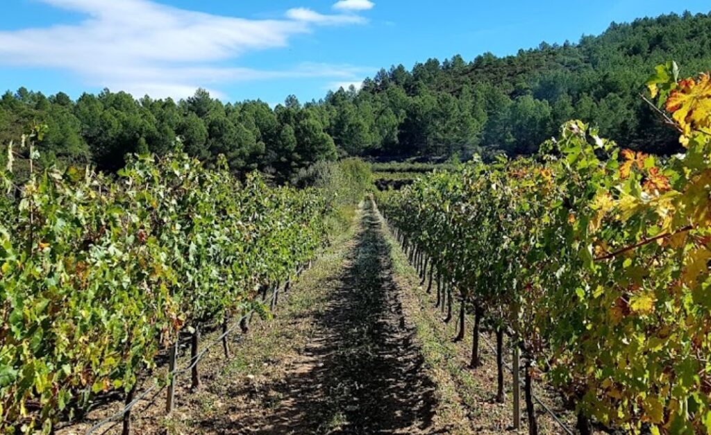 Bodega Mas de Sella- Imagen filas de viñas