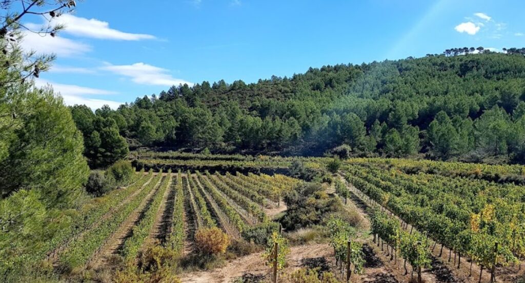 Bodega Mas de Sella- Imagen viñedo